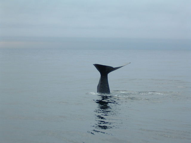 Foto: Micha Ewald <br> Location: Vesterlen, Norway <br> Date: July 2004